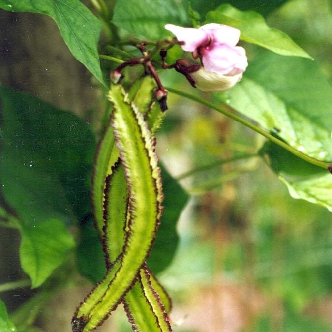 Крылатая Фасоль Семена Купить