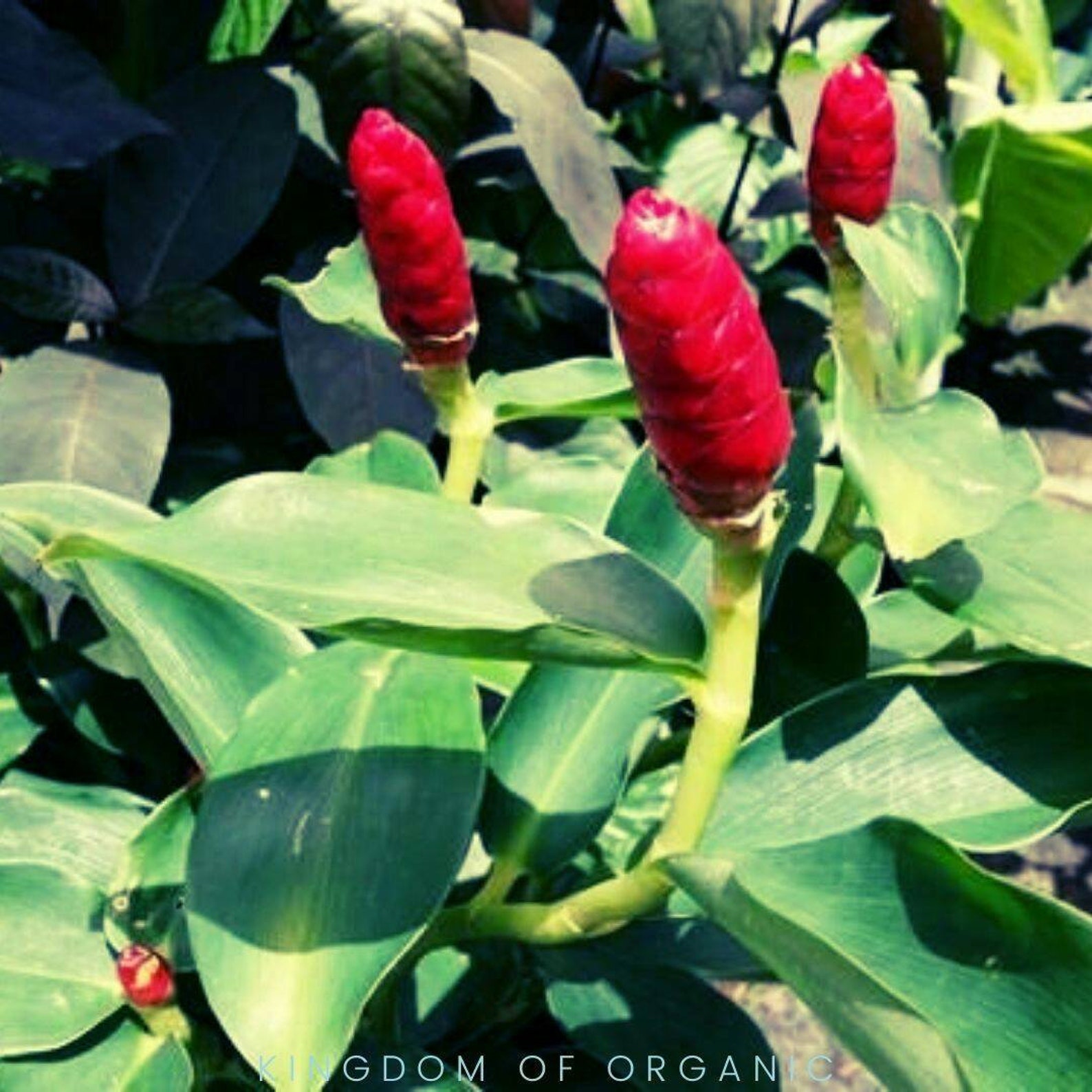My Image 10
