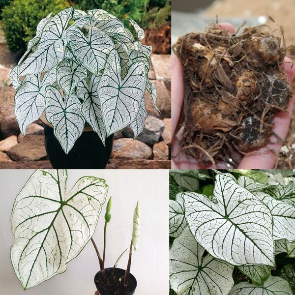 Caladium Bulbs Etsy