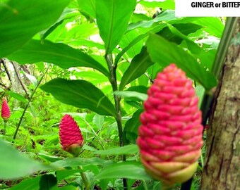 Pinecone Ginger Shampoo Ginger Or Wild Ginger Shampoo Ginger Etsy Finland