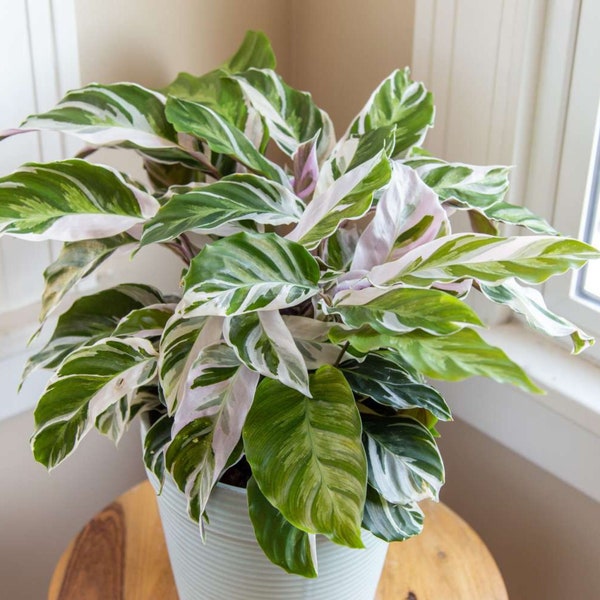 Rare House Plants Etsy