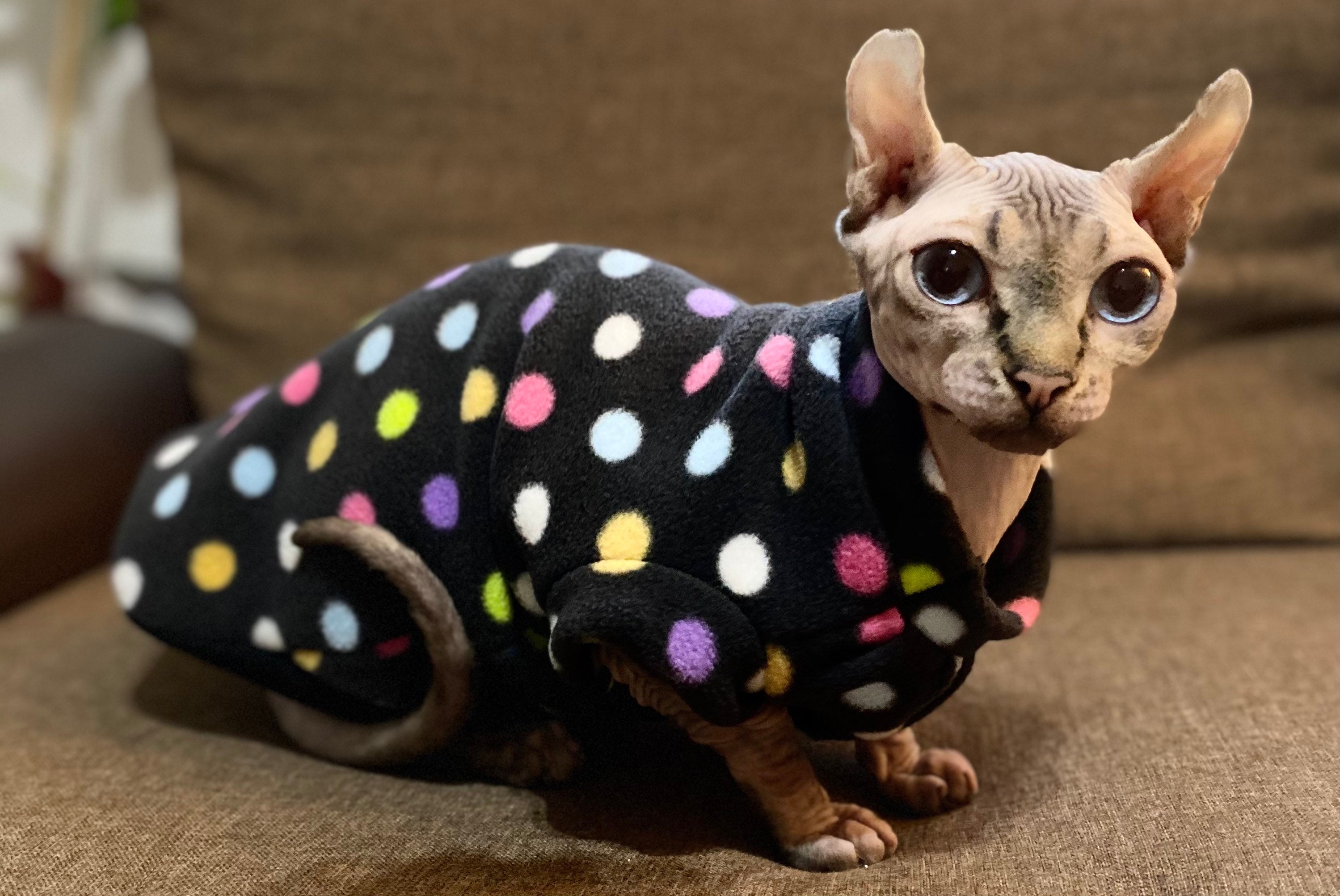 Sphynx cat clothes ,  Cat/dog Outfit. Polka dots sweater