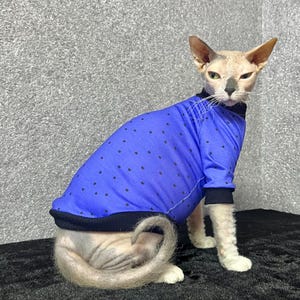 Könnte beinhalten: Eine haarlose Katze trägt ein blaues Hemd mit schwarzen Punkten. Die Katze sitzt auf einer schwarzen Oberfläche und schaut in die Kamera.