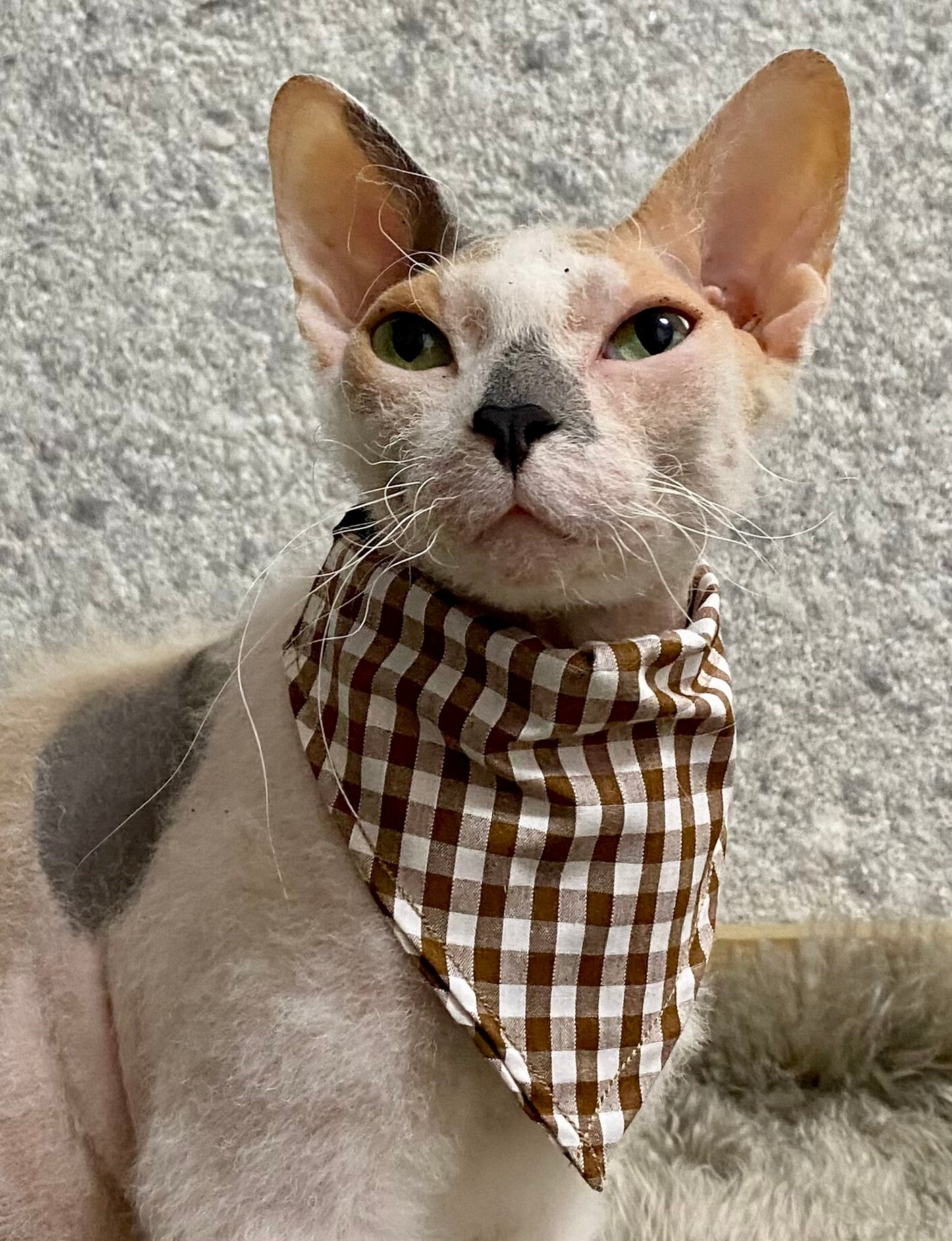 Polykatoen huisdierbandana: bruine gingangruit, hond of kat