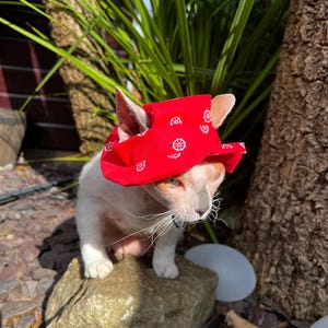 Hat for Sphynx & Bambino Cats – Lightweight Summer Cap