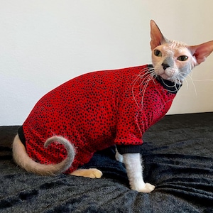 May include: A hairless Sphynx cat wearing a red sweater with black spots. The sweater has black trim around the neck and sleeves. The cat is sitting on a black surface.