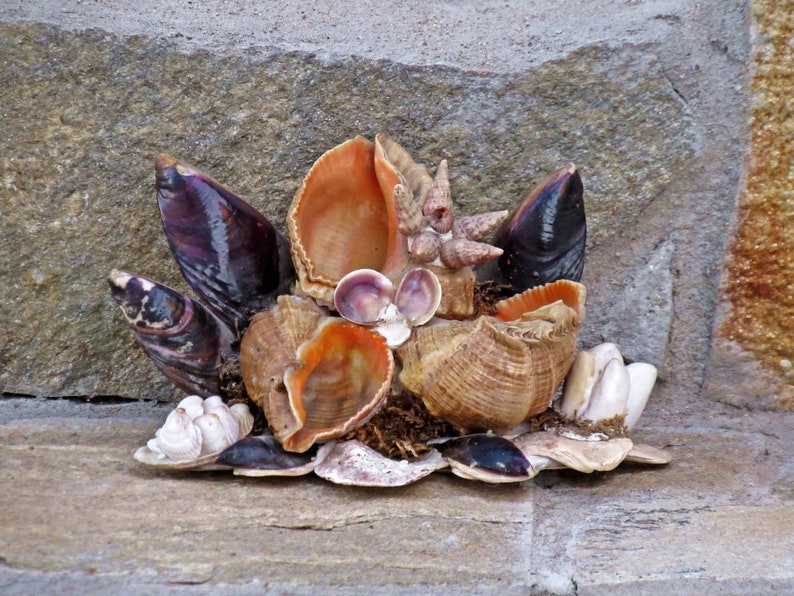 Cheap Deals Store Vintage Sea Shells Souvenir Retro Sea Shells Ring Holder Online Cheap Sales Mieritv Com Br