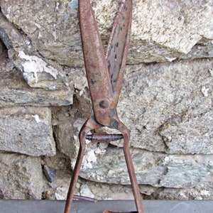 Puede incluir: Tijeras de metal oxidadas con un mango largo y un mecanismo de resorte. Las tijeras están abiertas y las cuchillas son visibles.