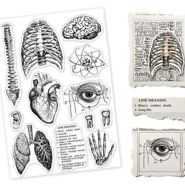 Transparentes Stempelset, Stempel, Scrapbooking - Anatomie