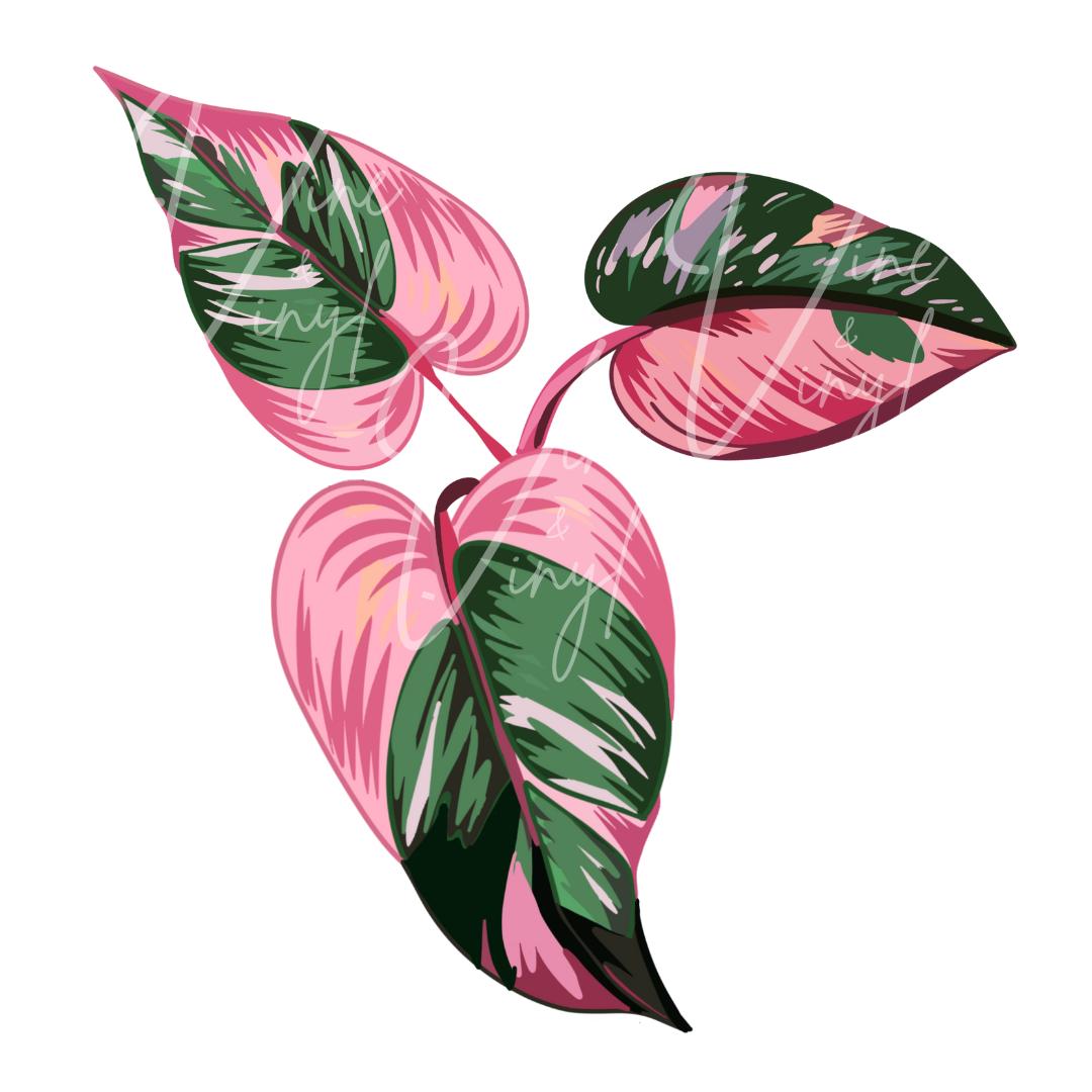 Alocasia Pink Princess - Etsy