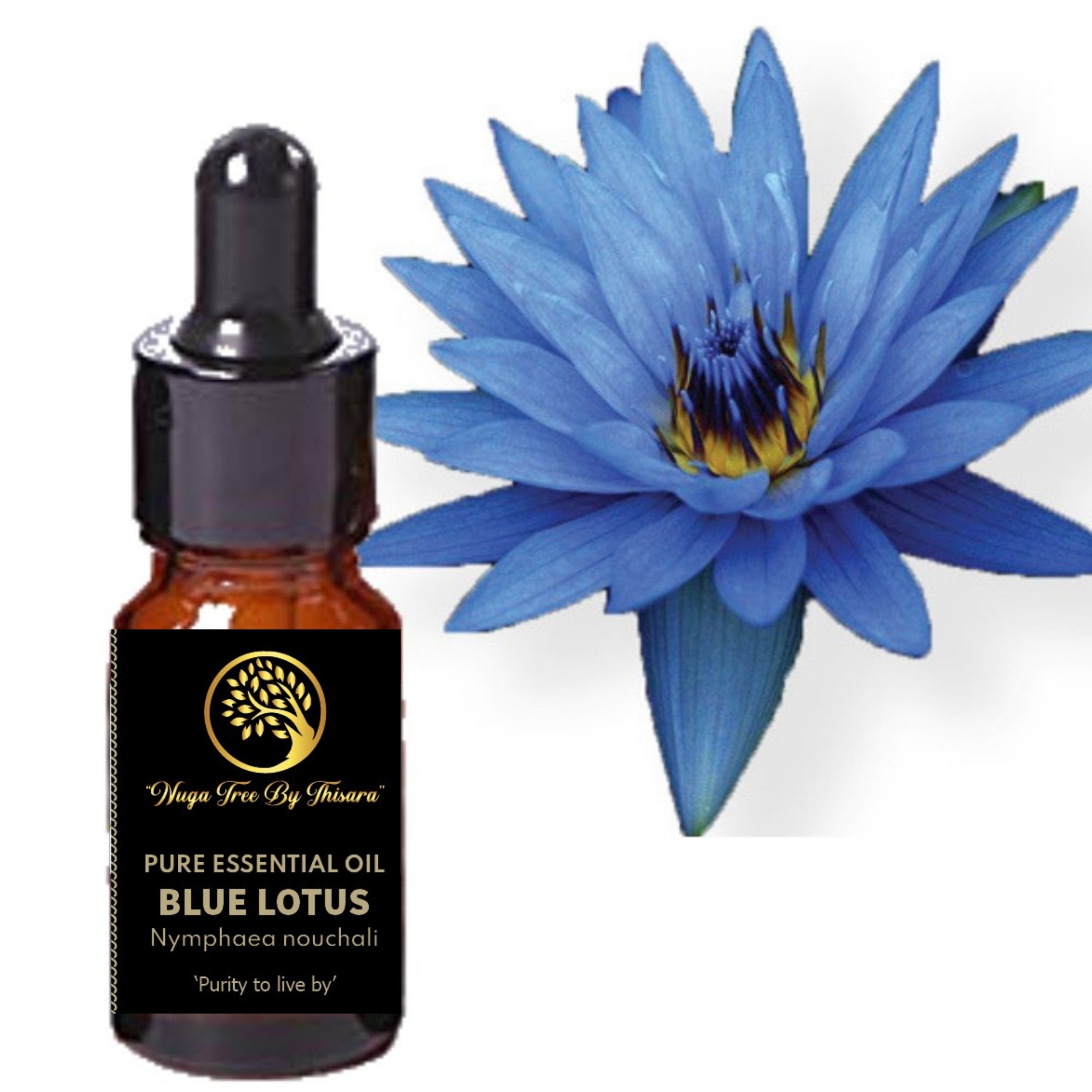 Blue Lotus Essential Oil / 30 ml 1.01 oz / 100 Pure blue Etsy
