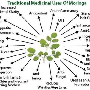 May include: A diagram showing the traditional medicinal uses of Moringa. The center of the diagram features a green Moringa plant. The diagram lists 18 different uses of Moringa, including improving mental clarity, normalizing blood sugar, and boosting the immune system.