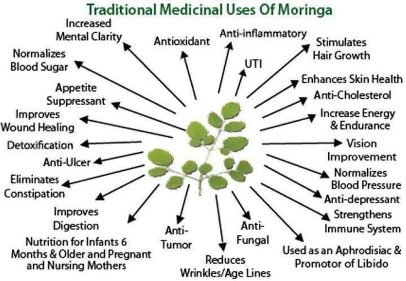 May include: A diagram showing the traditional medicinal uses of Moringa. The center of the diagram features a green Moringa plant. The diagram lists 18 different uses of Moringa, including improving mental clarity, normalizing blood sugar, and boosting the immune system.