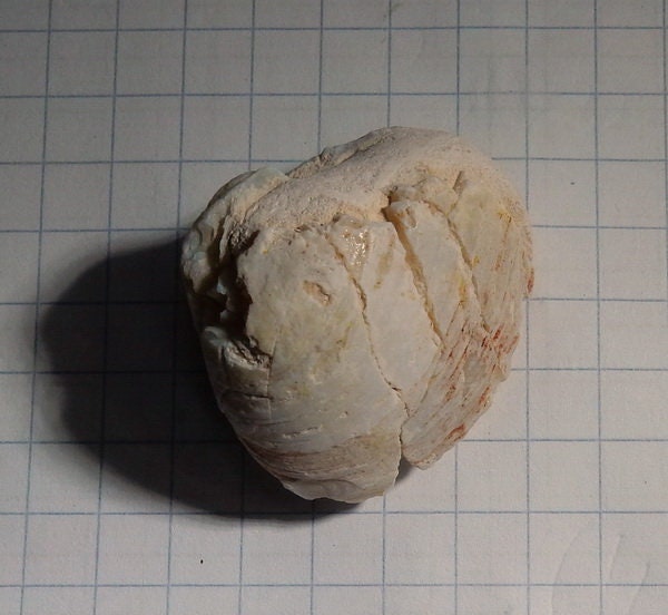 64.33 ct Clam Shell Opalized Fossil Rough Gem Rough Etsy