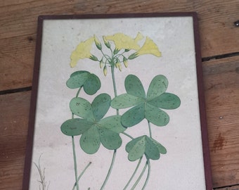 Antique Hand Painted, Botanical Illustration, Yellow Oxalis, Creeping Woodsorrel, Original Frame, Wall Art, Vintage Decor