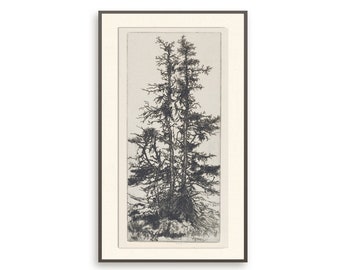 Pine Tree Sketch | Sketch Art | Tree drawing | Vintage drawing | Antique sketch | Tree Sketch |  botanical art| Printable Art #201 I