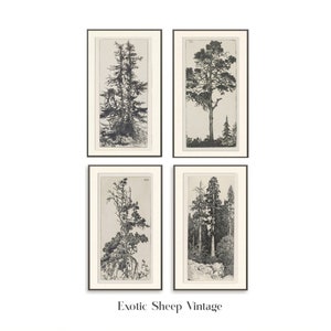 May include: Set of four black and white vintage illustrations of trees in frames. The illustrations are in a minimalist style and feature different types of trees.