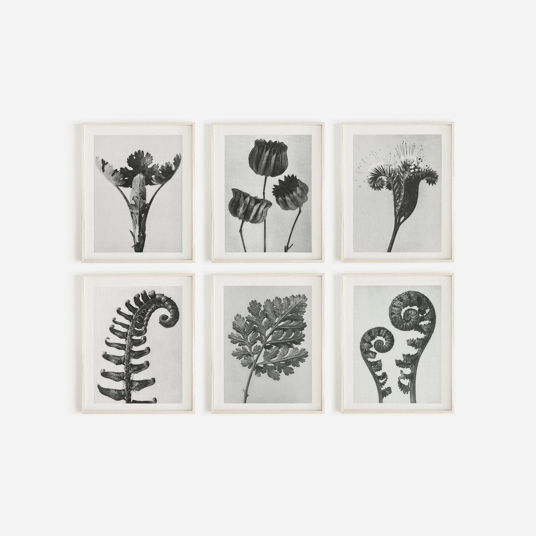 Modern Botanical Print Set of 6 | Black and White Botanical Print Set ...