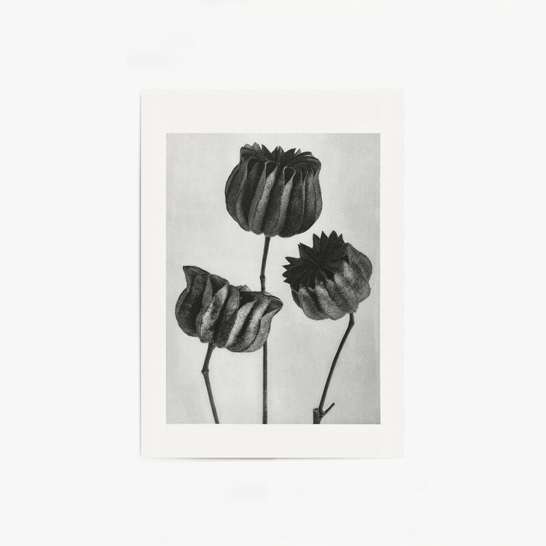 Modern Botanical Print Set of 6 | Black and White Botanical Print Set ...