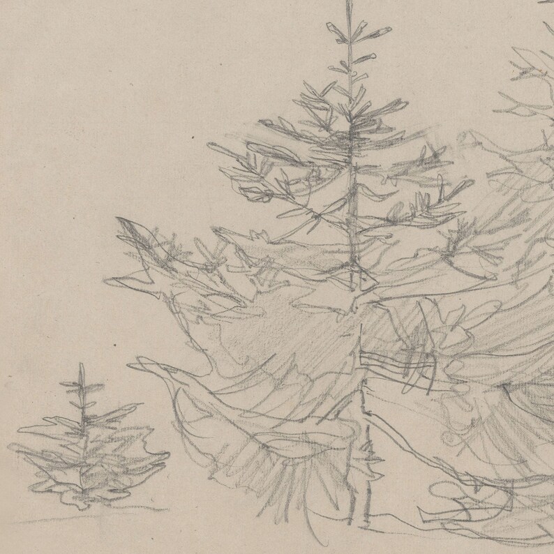 May include: A pencil sketch of three pine trees. The trees are drawn in a simple, stylized manner, with the branches and needles indicated by lines. The trees are set against a light background.