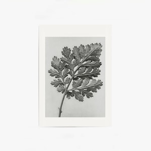 impression botanique vintage | Impression botanique noir et blanc | Art botanique moderne | Art mural botanique | Art IMPRIMABLE #92L