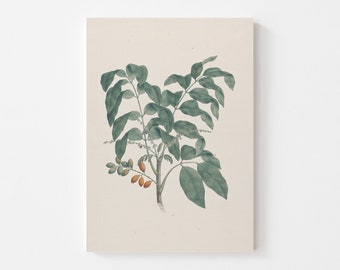 Botanical Print | Botanical Drawing | Botanical Watercolor | Botanical Berry Art | PRINTABLE Art #132