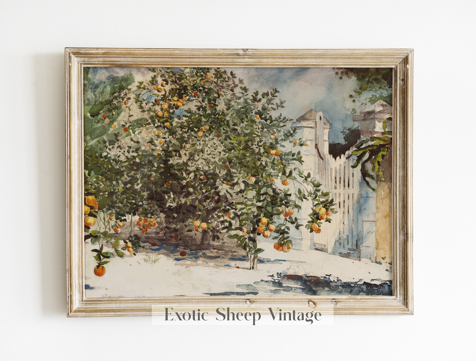 Spanish Kitchen Decor Orange Tree Vintage Watercolor - Etsy