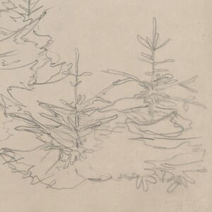 May include: A pencil drawing of three pine trees with a light brown background.