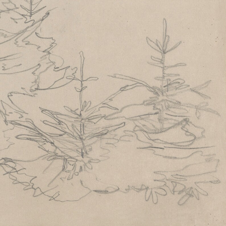 May include: A pencil drawing of three pine trees with a light brown background.