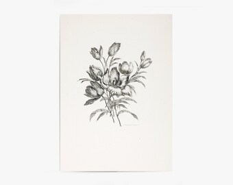 Floral Sketch | Vintage Drawing | Flower Print  | Flower Art | Vintage Print | Vintage Wall Art | PRINTABLE Art #160