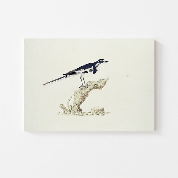 Bird Drawing | Bird Art | Bird Print | Bird Sketch | Bird Wall Art | Vintage Bird Drawing | Farmhouse Wall Art | PRINTABLE Art #115