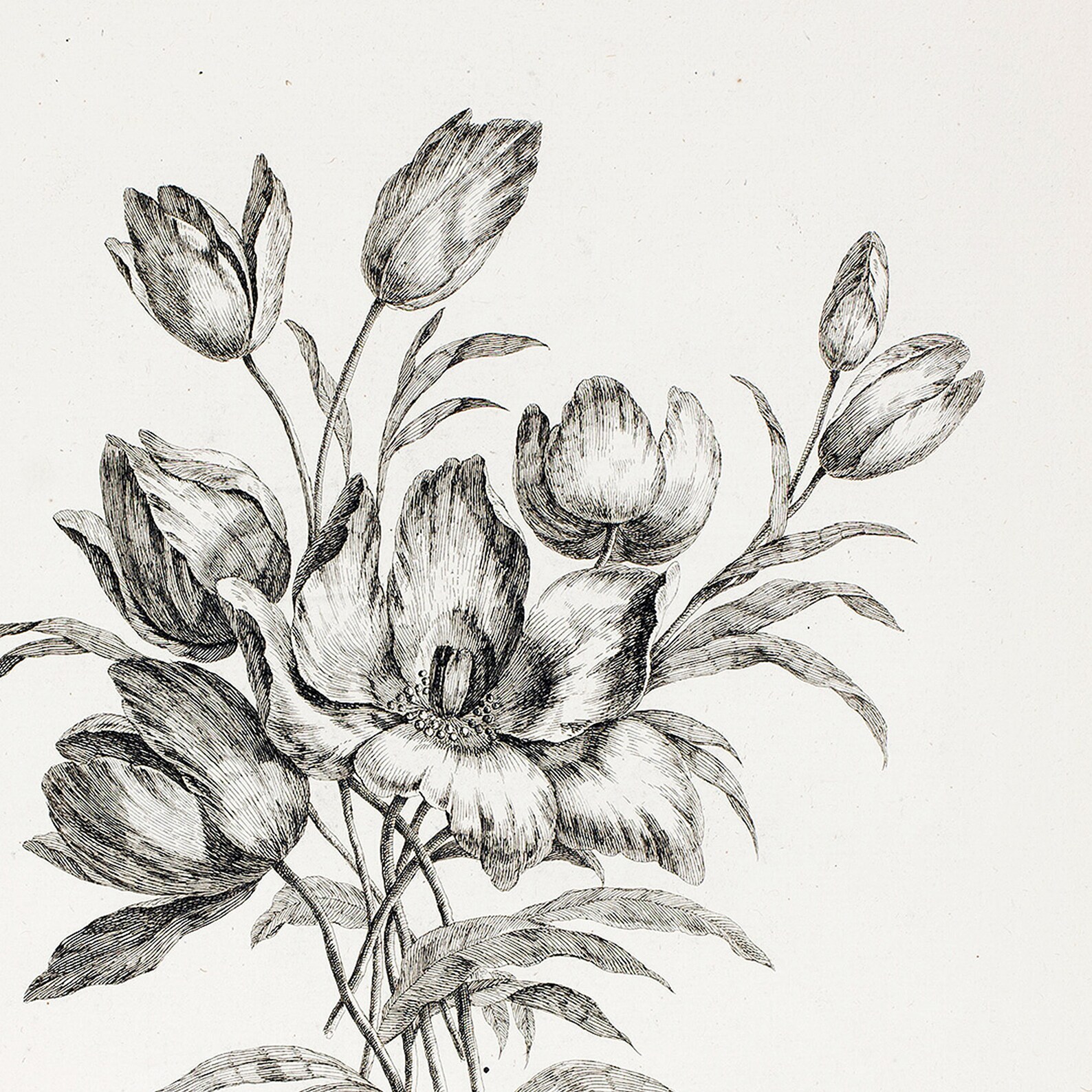 Floral Sketch Vintage Drawing Flower Print Flower Art Etsy