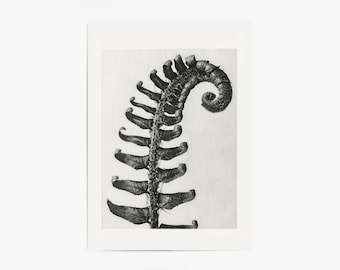 Fern Print | Vintage Botanical Print | Fern Photo | Modern Botanical Wall Art | PRINTABLE Art #92Fern