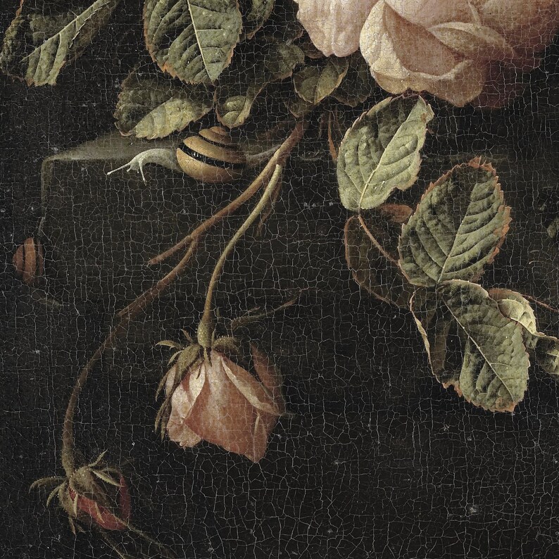 Pode incluir: Um close-up de uma natureza-morta com uma rosa rosa com folhas verdes e um caracol sobre um fundo escuro.