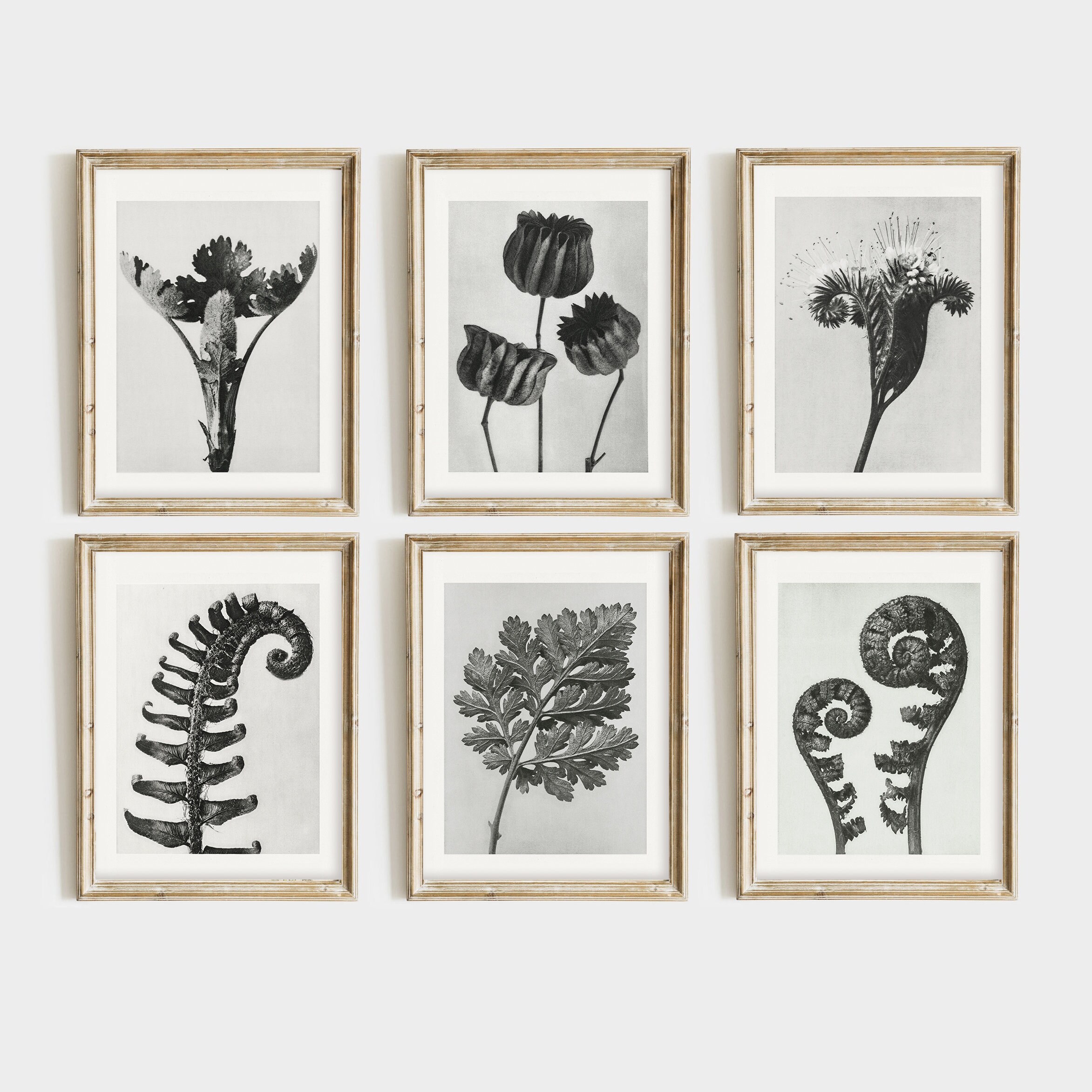 Modern Botanical Print Set Of 6 Black And White Botanical Print Set modern-botanical-print-set-of-6-black-and-white-botanical-print-set