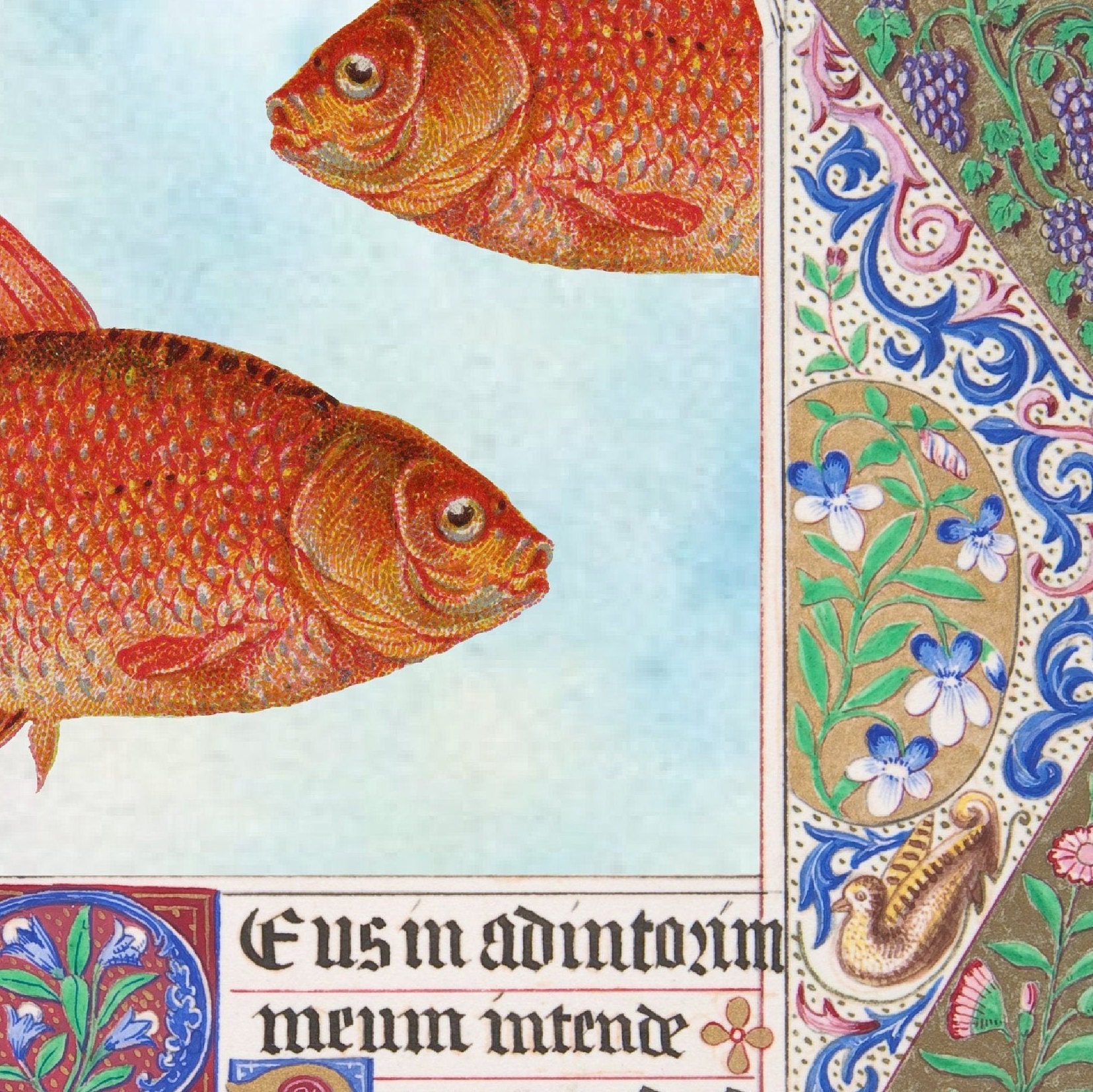 Sign Medieval Fish Illuminated Goldfish Medieval Manuscript Art History Cropped Poster - Etsy