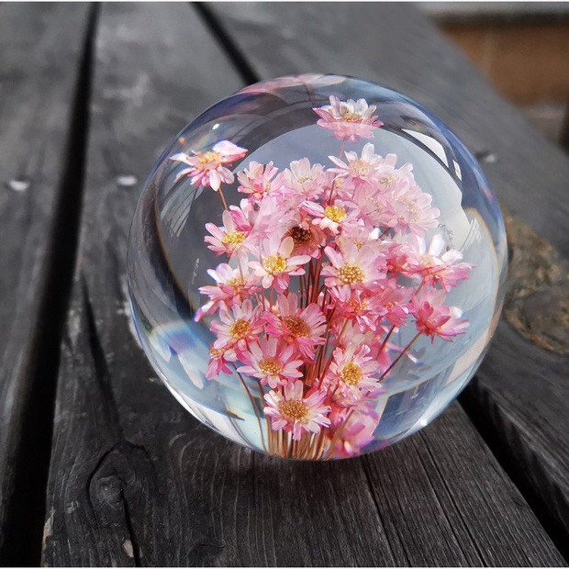 Real Red Daisy In Crystal Glass Ball Natural Plants Flowers Etsy