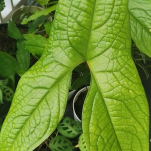 Cyrtosperma macrotum