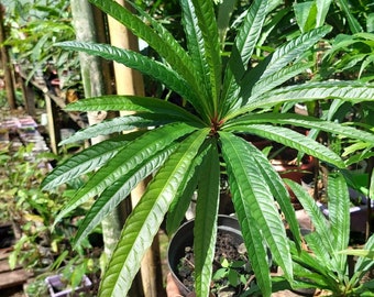 Barringtonia papuana