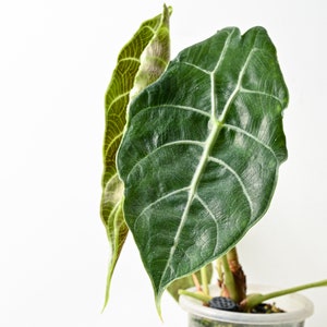 Wholesale 10 Tubers Alocasia &#39;Prince of Curup&#39; | Alocasia POC