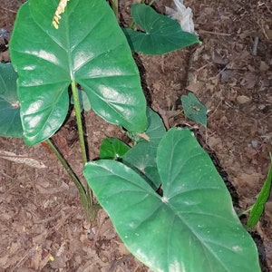 Wholesale 10 Tubers of Alocasia flemingiana image 1