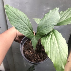 Cyrtosperma hambalii