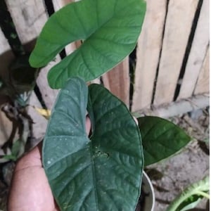 May include: A close-up of a green houseplant with large, heart-shaped leaves. The leaves have a distinctive veined pattern.