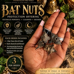 May include: Three dark, horned water caltrop pods, also known as bat nuts or devil pods, with a rigid, spiky texture. The pods are held in a palm, showcasing their distinct, multi-pointed shape and dark brown, woody appearance.