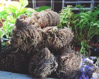 Resurrection Rose- Rose of Jericho Resurrection plant Fast shipping Home blessing and protection Money magnet