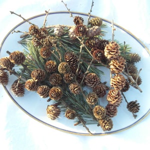 kurze Lärchenzweige, Naturdeko, Walddeko, Tischdeko, DIY, zum Basteln,