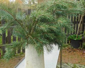 Künstlicher KIEFERNZWEIG 80 cm Kiefer Tannen Zweig Zweige Ast Äste 3017529-00 Künstlicher KIEFERNZWEIG 80 cm Kiefer Tannen Zweig Zweige Ast Äste 3017529-00
