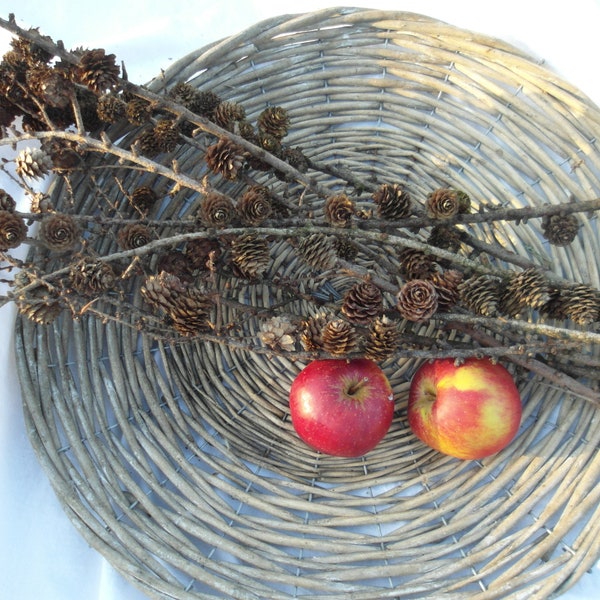 Lärchenzweig, Naturdeko, Zweige für die Vase, Natur pur, Raumschmuck,