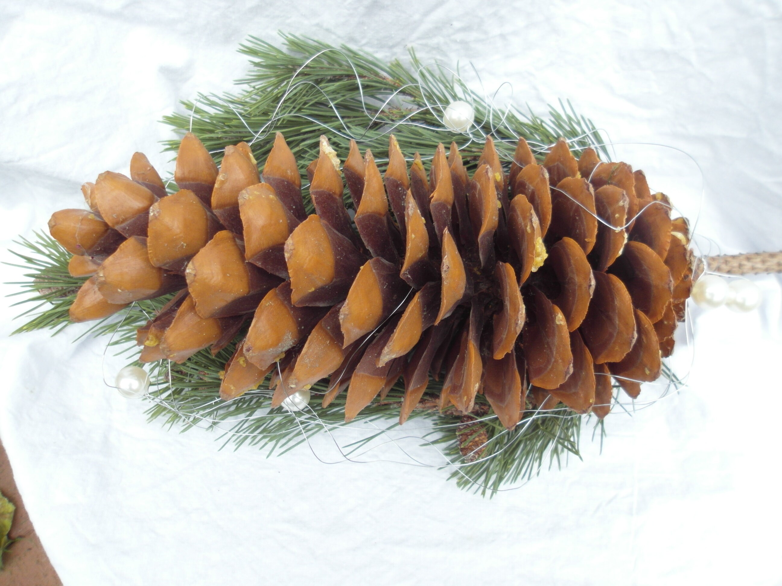 Cône de pins fossiles rares - Plante fossilisée - Pinus urani