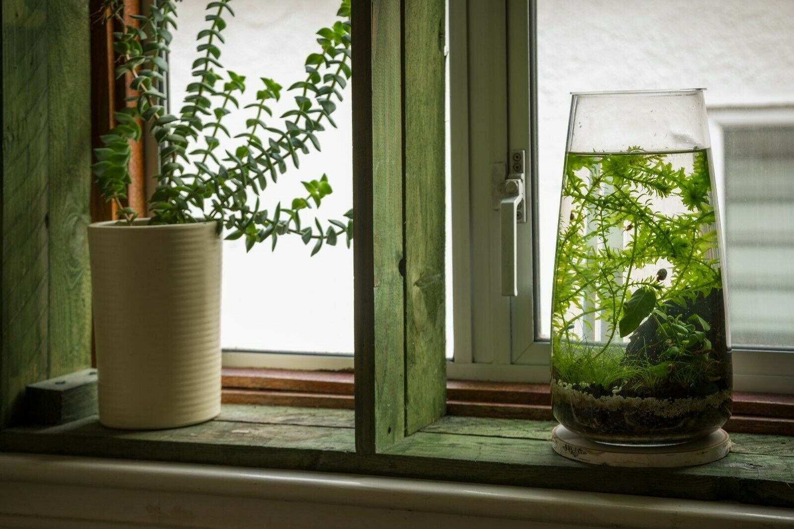 DIY Ecosphere Kit Selfsustaining Aquatic Ecosystem Etsy UK